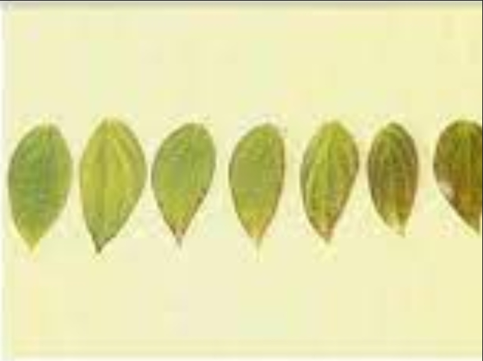 Hình 3. Bệnh hại phát triển 