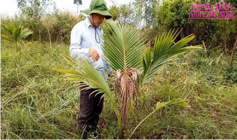 Hình 1. Bệnh thối đọt dừa