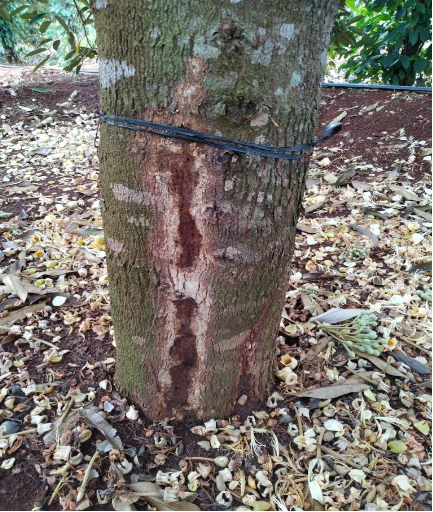 Hình 2: Bệnh thối gốc xì mủ trên cây sầu riêng