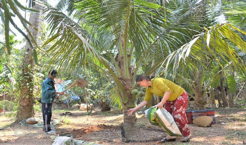 Hình 4. Đào rãnh để bón phân cho dừa