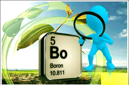 Hình 1. Minh hoạ sự cần thiết của Bo trong nông nghiệp