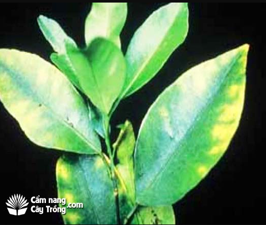 Hình 2. dấu hiệu bệnh trên lá