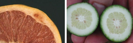 Hình 3. Dấu hiệu trên quả