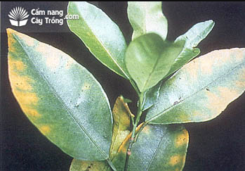 Hình 4. Dấu hiệu thừa Bo