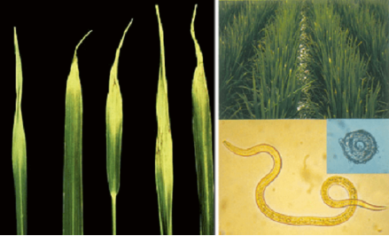 Hình 1. Dấu hiệu bệnh tuyến trùng thân lúa