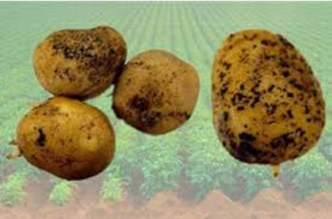 Hình 2: Củ khoai tây bị nhiễm tuyến trùng