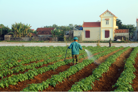 Hình 3 : Mô hình canh tác và chăm sóc khoai tây