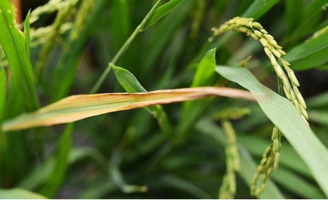 Hình 1. Dấu hiệu của bệnh khô đầu lá lúa do tuyến trùng gây nên