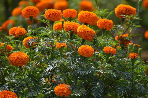 Hình 3. Trồng cúc vạn thọ để xua đuổi tuyến trùng