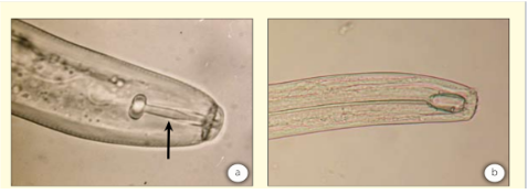 Hình 1: Hình ảnh tuyến trùng với kim chích hút