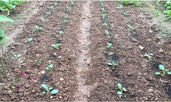 Hình 3: Luống cải bắp được trồng với mật độ vừa phải, khoảng cách tốt