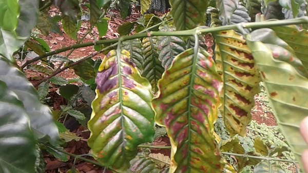 Hình 1: Cây cà phê bị vàng lá do thiếu dinh dưỡng