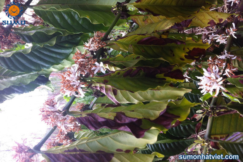 Hình 2: Cây cà phê bị sâu bệnh tấn công