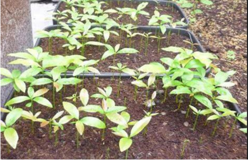 Hình 2. Chọn giống