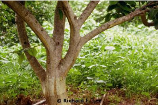 Hình 2. Triệu chứng bệnh vảy vỏ trên cây