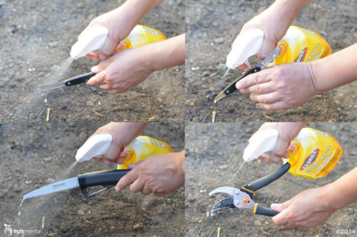 Hình 4. Dùng clo khử trùng dụng cụ làm vườn