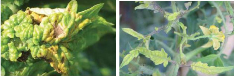 Hình 1. Bệnh xoăn lá (khảm vàng) do Cucumber mosaic virus (CMV)