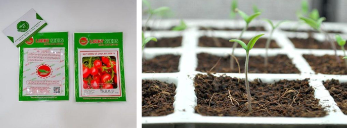 Hình 9. Giống đã qua xử lý và đóng gói bảo quản