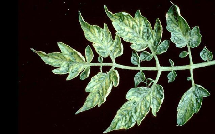 Hình 3. Bệnh xoăn lá do Tomato Mosaic virus (TMV)