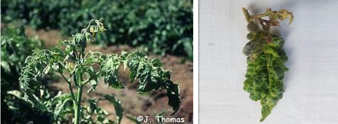 Hình 5. Bệnh xoăn lá do Potato Virus Y (PVY)