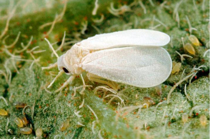 Hình 7. Bọ cánh trắng