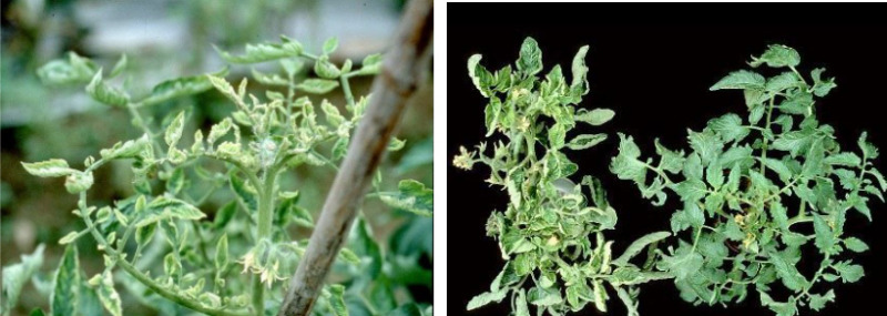 Hình 2. Bệnh xoăn lá do Begomovirus