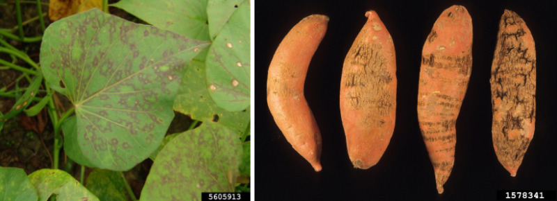 Hình 1. Bệnh virus hại khoai lang