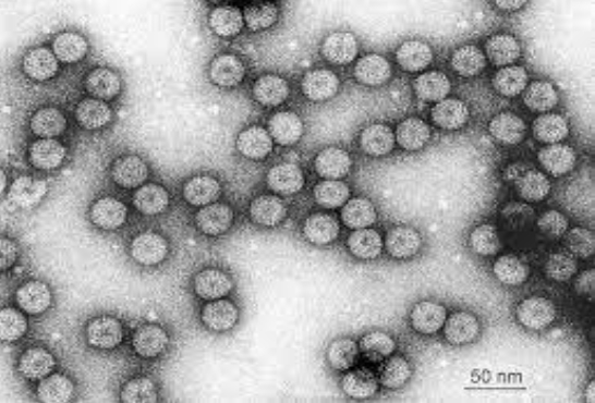 Hình 3. Hình ảnh Cucumber mosaic virus – CMV