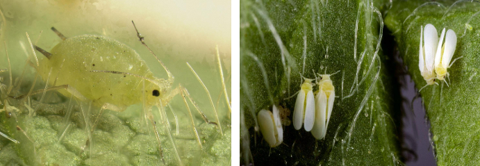 Hình 4. Côn trùng môi giới rầy, rệp