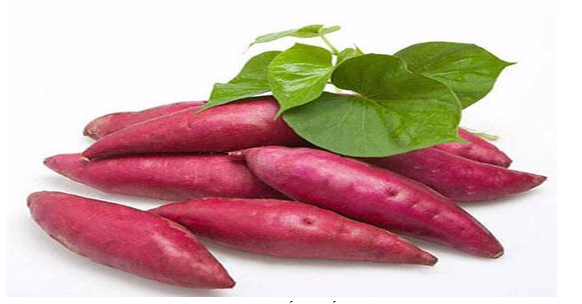 Hình 5. Chọn giống chất lượng