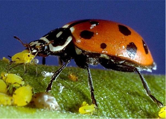Hình 7. Dùng bọ rùa làm thiên địch