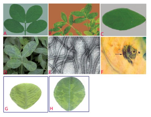 Hình 2. Quá trình xâm nhập và biểu hiện bệnh trên lá cây lạc