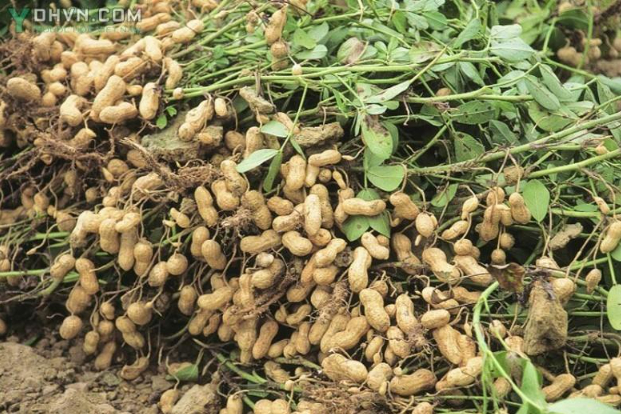 Hình 3. Chọc lọc giống