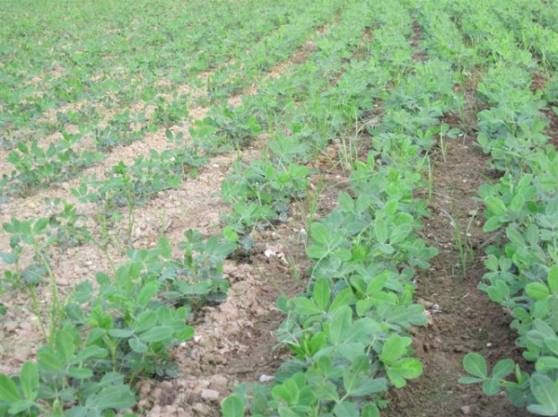 Hình 4. Canh tác hợp lý