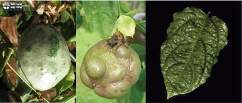 Hình 1. Chanh dây bị nhiễm virus hóa bần