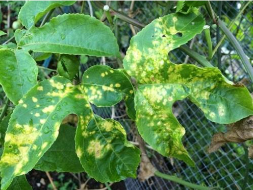 Hình 2. Lá chanh dây bị nhiễm virus