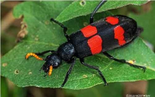 Hình 2. Bọ cánh cứng