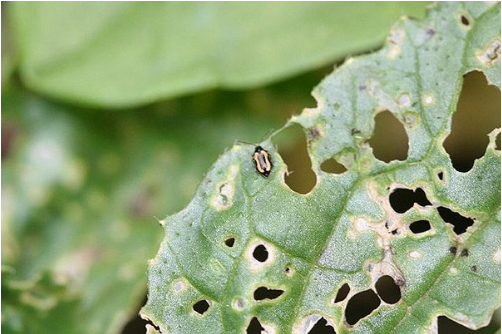 Hình 3. Vết bệnh trên lá