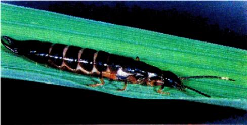 Ảnh 4: Bọ đuôi kìm