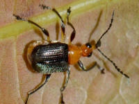 Hình 1: Bọ cắt lá trên lá xoài