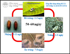 Hình 2: Các giai đoạn sinh trưởng của bọ cắt lá