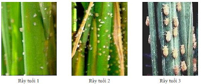 Ảnh 1: Bọ phấn gây hại