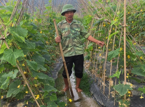 Ảnh 5: Chăm sóc ruộng dưa chuột