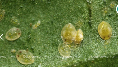 Hình 2. Nhộng của bọ phấn trắng