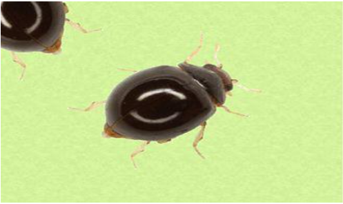 Hình 3. Bọ rùa Delphastus pusillus