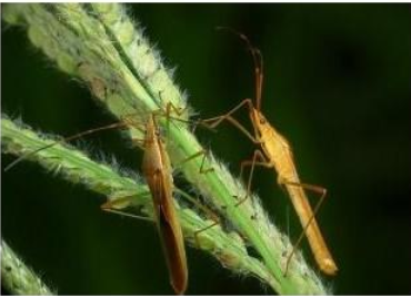 Hình 3: Triệu chứng gây hại trên bông lúa