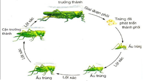 Hình 2: Vòng đời châu chấu 
