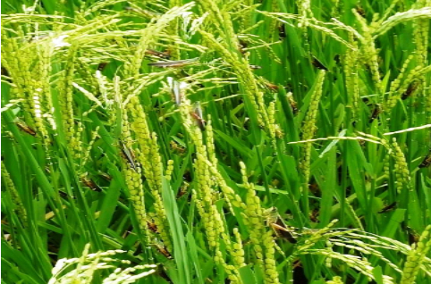 Hình 3: Triệu chứng gây hại trên cây lúa 