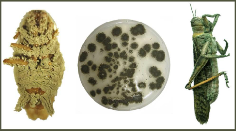 Hình 4: Nấm Metarhizium 