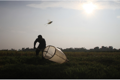 Hình 5: Vợt bắt châu chấu 